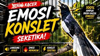Suara Burung Kacer Bikin Lawan Emosi Gacor, Pancingan Kacer Agar Cepat Emosi Gacor