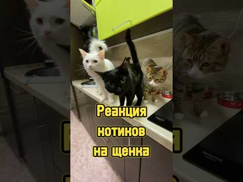 Реакция котиков на