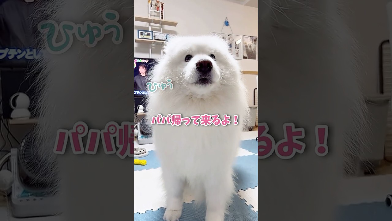 大好きなパパがプレゼントを買って帰ってきた時の大型犬の反応が可愛い