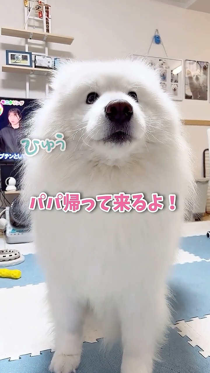 大好きなパパがプレゼントを買って帰ってきた時の大型犬の反応が可愛い
