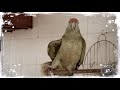 СМЕХОТЕРАПИЯ: Попугай без Слуха Поёт Оперу, кричит "Опа" и "Аллелуйя". Parrot Singing Opera.