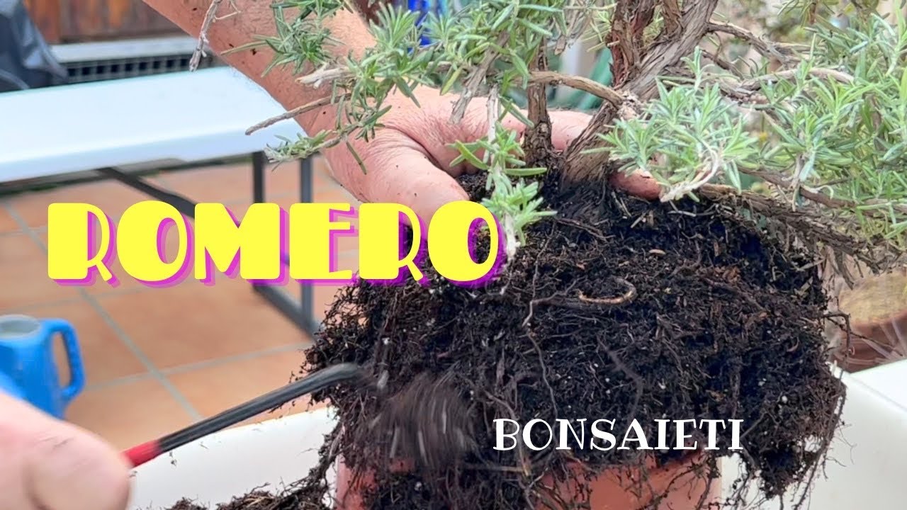 🌿 ROMERO bonsai Último en el Banquillo