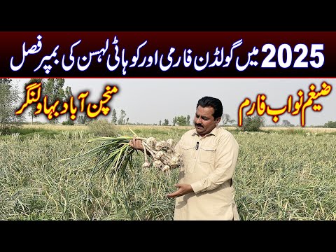 Lahsun Ki Kashit In Pakistan Garlic Farming In Pakistan Golden Farmi Garlic Farming Garlic 