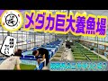 【めだか】メダカ超巨大養魚場の謎に迫る！（規格外のエサやりとは？ヤフオク毎日出品の丸長メダカさんに潜入）