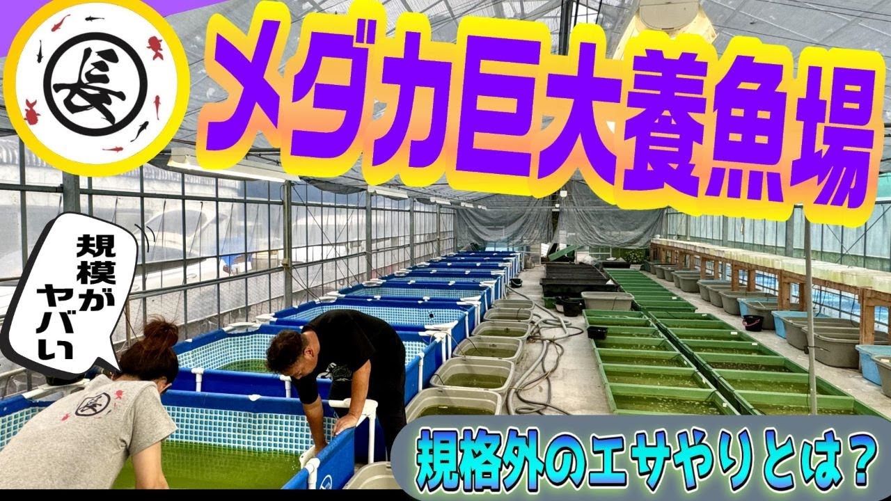 【めだか】メダカ超巨大養魚場の謎に迫る！（規格外のエサやりとは？ヤフオク毎日出品の丸長メダカさんに潜入）