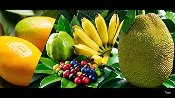 My First Google Gemini Veo 3 video | Monkey Blog in Jungle showing Fruits