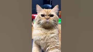 Cute Cat #cutecat #cats #cat #shortsvideo #catshorts #catlovers #catvideos #cute #pets #cutepet #pet