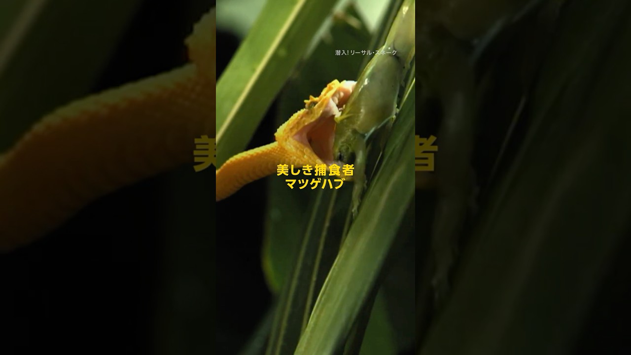 美しき捕食者 マツゲハブ | ナショジオ