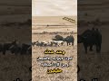 وعند شدئد الموت لايتواجد إلاالشجعان او من كان أصدقاؤه حقيقيون تعليق اكسبلور لايك تصميمي لايكك 