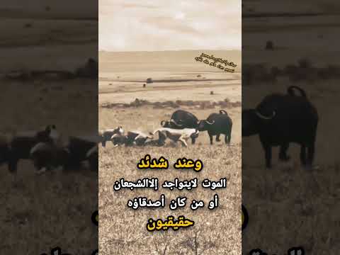 وعند شدئد الموت لايتواجد إلاالشجعان او من كان أصدقاؤه حقيقيون تعليق اكسبلور لايك تصميمي لايكك