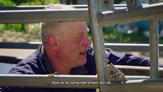 Klipp från Svenska Truckers Säsong 7 Avsnitt 4 - Roine och tjurarna