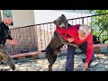 CANE CORSO NARKOZUN 50 YILLIK SAHİBİ HASAN ALEMDAR