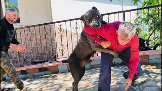 CANE CORSO NARKOZUN 50 YILLIK SAHİBİ HASAN ALEMDAR