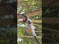 Never touched a pole saw? You’ll crush it with Taskstar. #taskstar #752