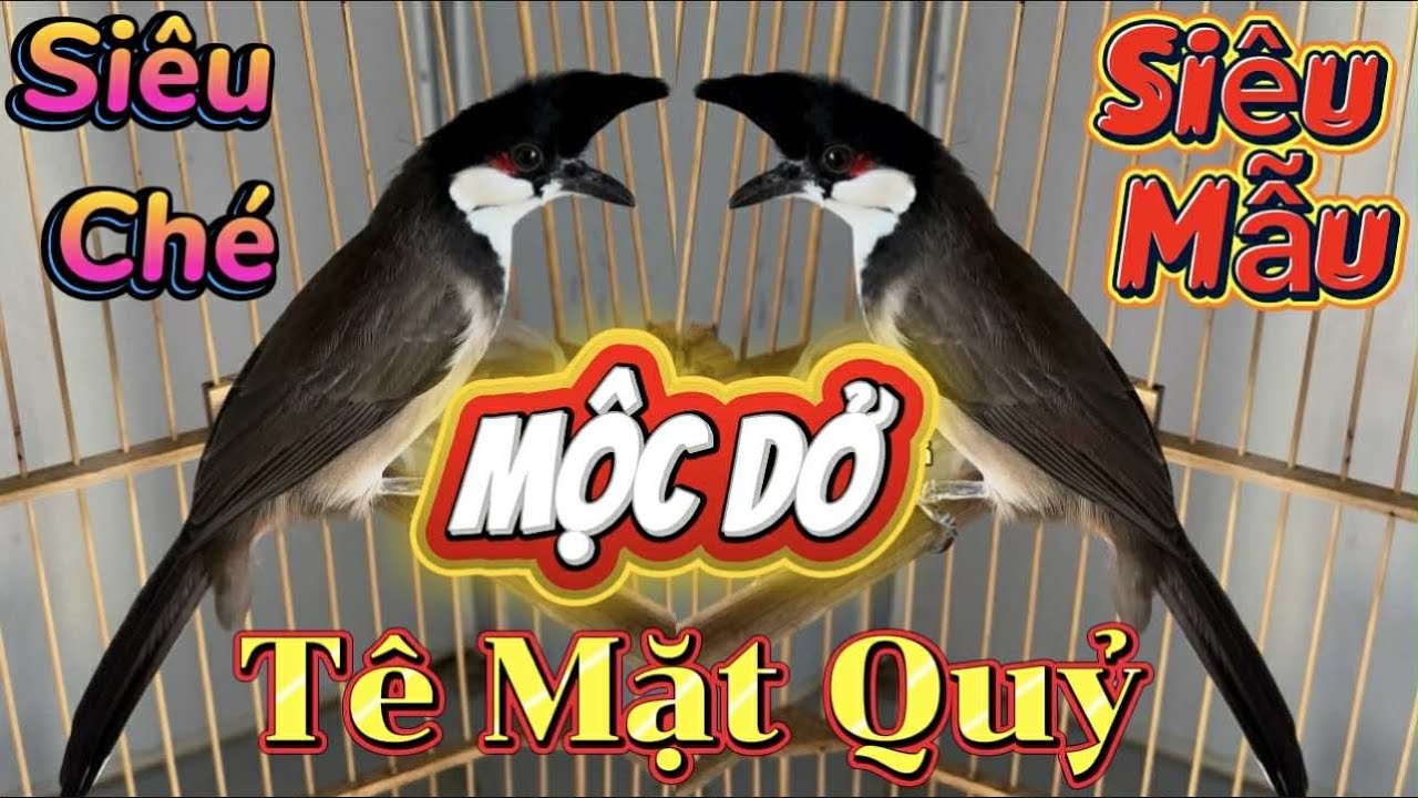 9/3 Siêu Phẩm Bổi Vip 5Tháng Lồng Hàng Dân Ăn Cám Gà/Siêu Ché Lật Cầu Găm Dí Chim/Hàng Tương Lai Vip