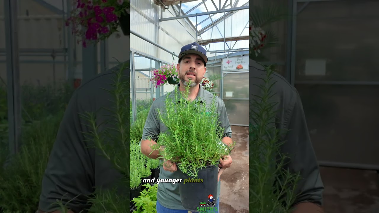 Rosemary SOS: Save Your Struggling Plant