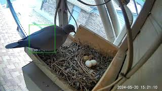 First Nesting After Hawk  May 2024