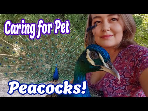 Video: Are Peacocks Eating Plants - How To Deer A Peacock From Your Garden