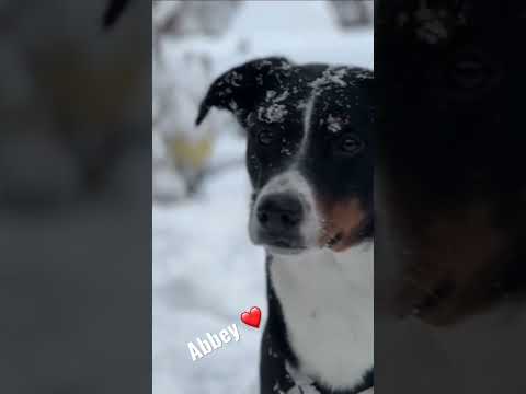 Abbey e la prima neve ❄️ 🐕❤️🫶