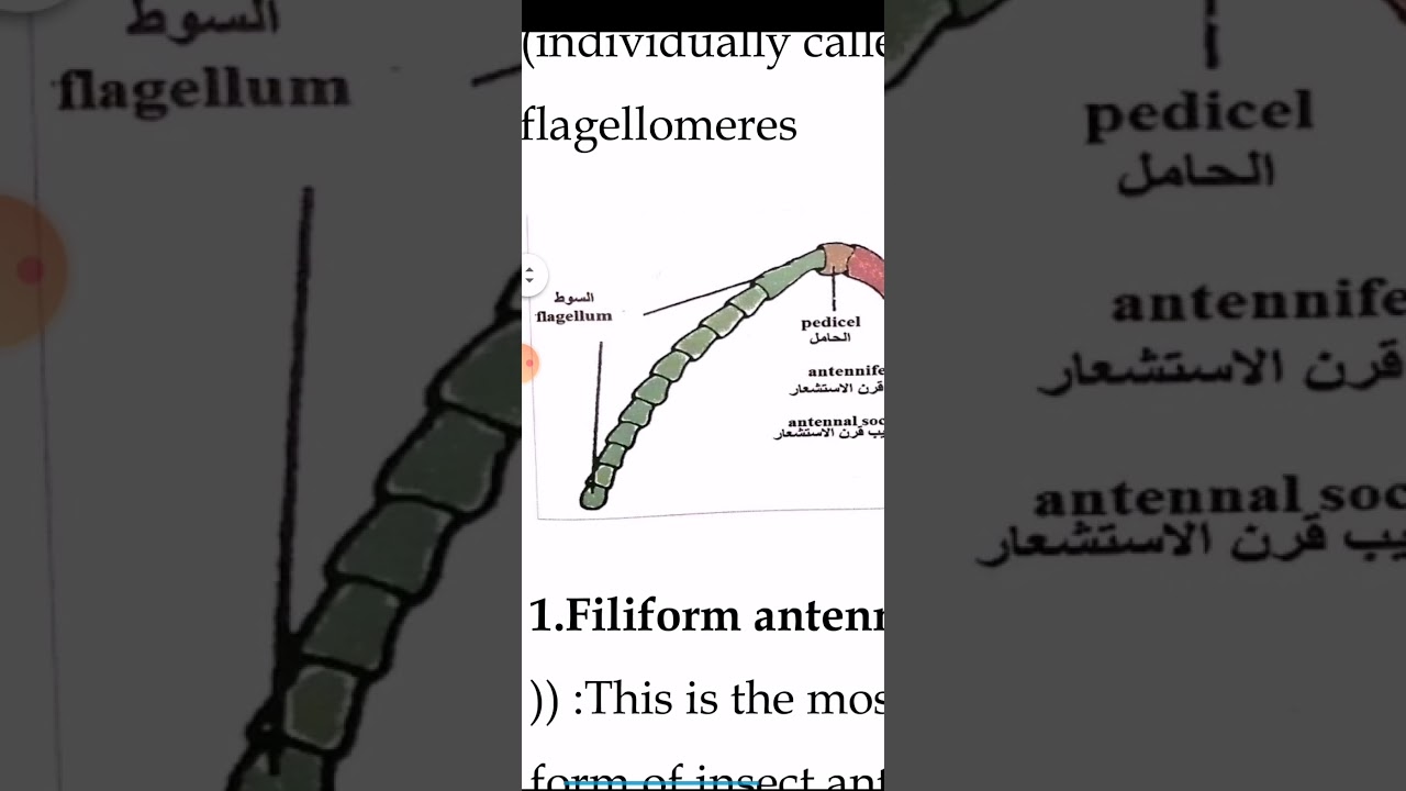 المحاضرة الثانيه لعلم الحشرات عملي