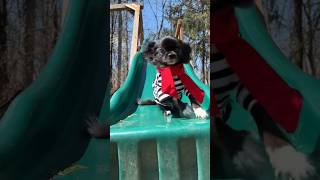 Celebrity Sliding Artist Puddin 😂❤️ Wealth