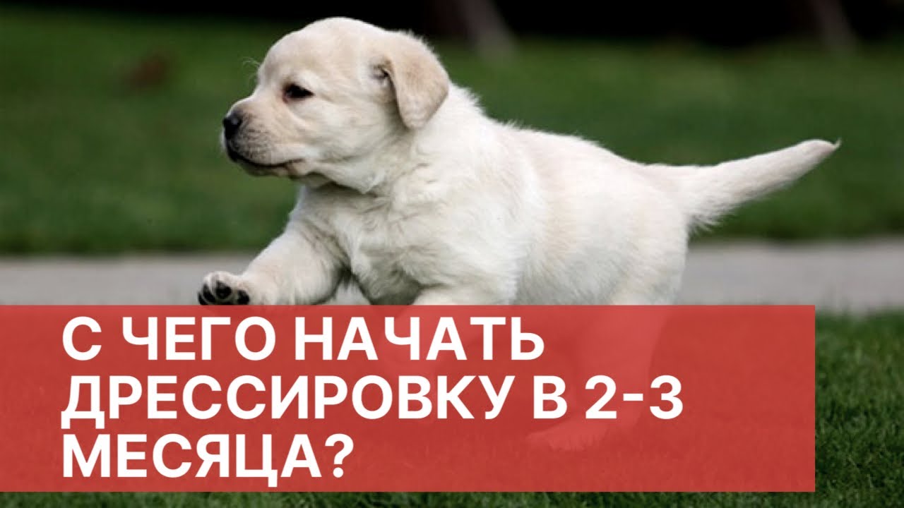как воспитывать щенков с рождения