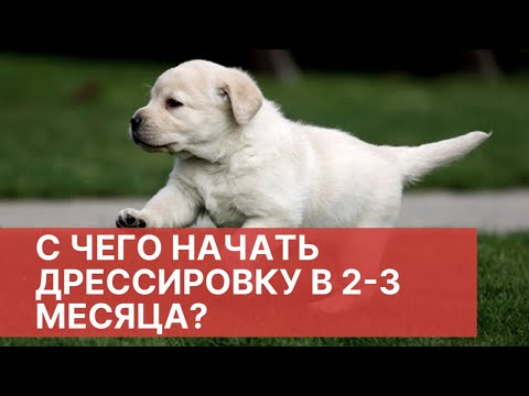 С чего начать дрессировку щенка в 3 месяца? Первое занятие лабрадора! Советы кинолога по воспитанию