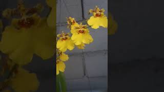 Oncidium aloha florido