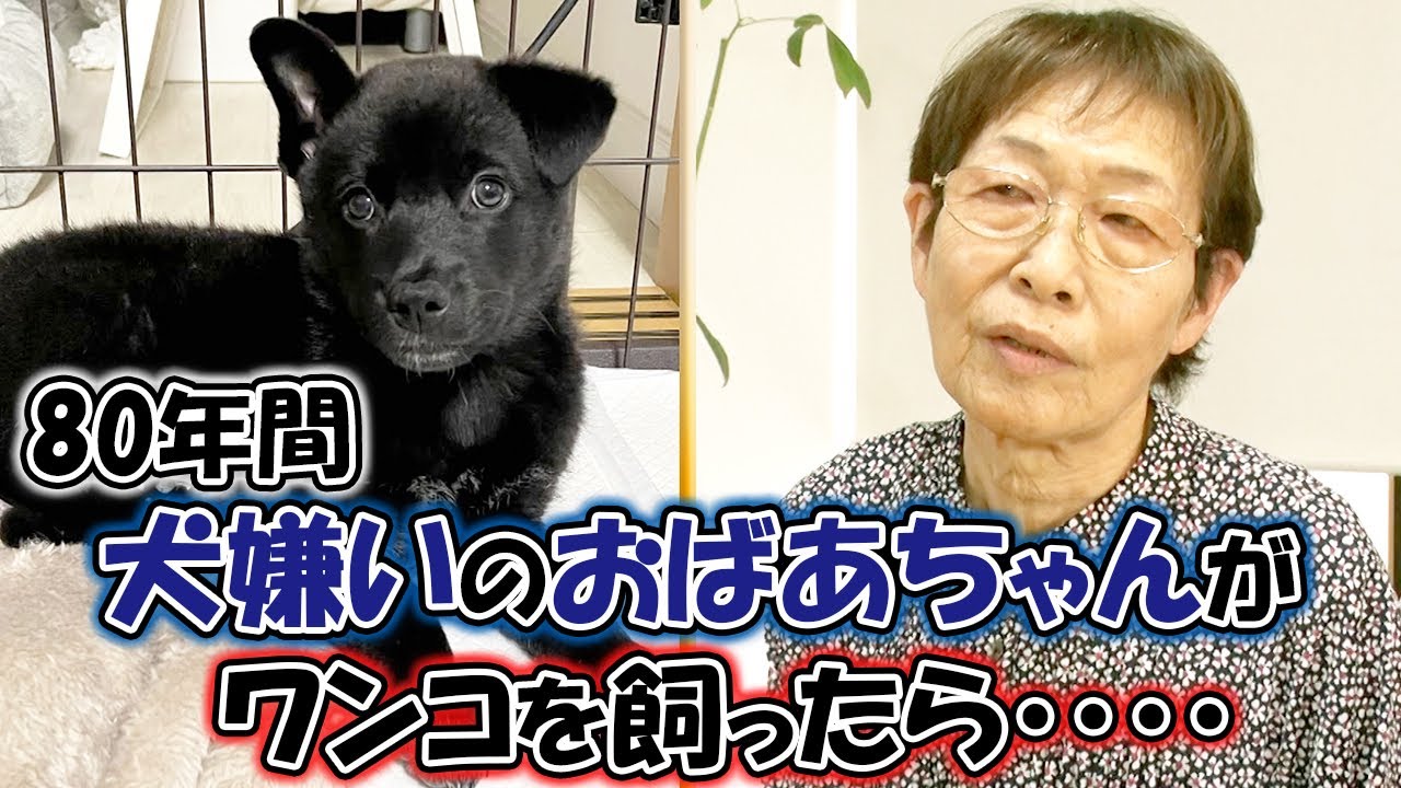 犬嫌いなおばあちゃんがワンコを飼うと豹変した