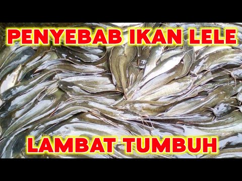 Lele Besar Kepalanya Saja