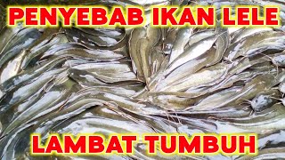 4 Penyebab ikan lele lambat tumbuh❗Hindari 4 hal ini agar ikan lele kalian cepat besar