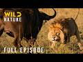 Buffalo vs Lion: Africa’s Most Brutal Survival Battles (Full Episode) Nature animal documentary