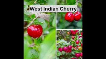 #basic horticulture #part 4