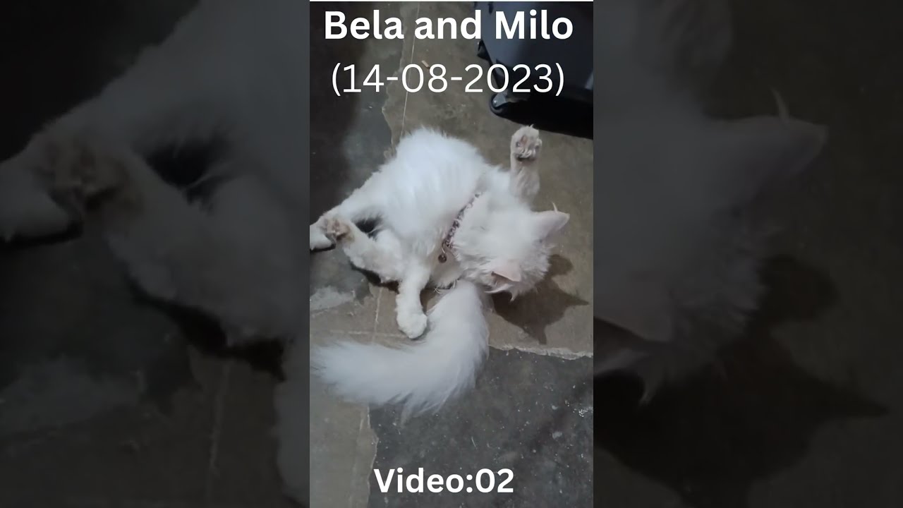 persian cat detailed mating videos for new persian cats lovers @mariumkhawar8136