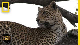 Safari Live - Day 186 | National Geographic