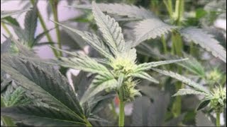 Th3 YeTi22 is live with the plants after few days