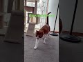 My kitty! #kitty #cat #cute #trending #viral #popular #fyp #foryoupage #pet #youtube #shorts