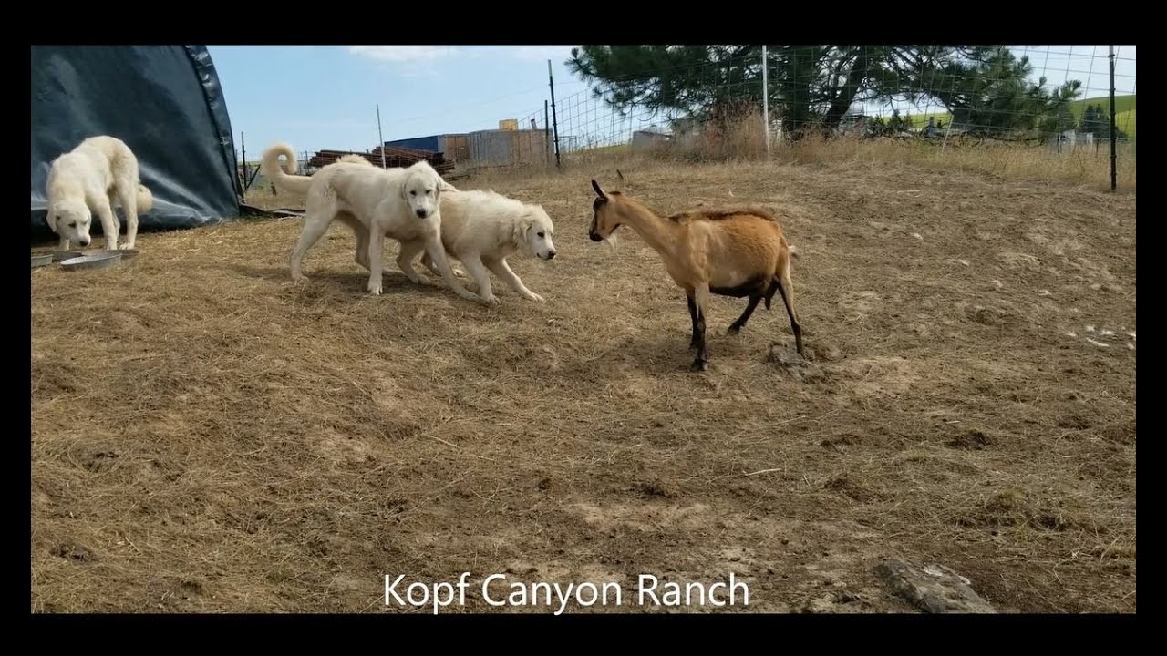 Resource Guarding Feeding 7monthold Livestock Guardian Dog Puppies