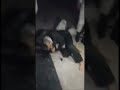 Sargento de la Guardia Nacional llega ebrio y miren el desorden que armó. La GN solo cambió nombre