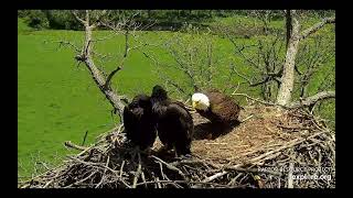 Decorah North Eagles - DNF runs up to the eaglets and gives them an earful! / explore.org  5/18/24