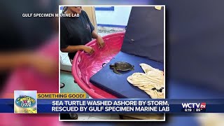 Something Good: Sea turtle washed ashore by storm, rescued by Gulf Specimen Marine Lab