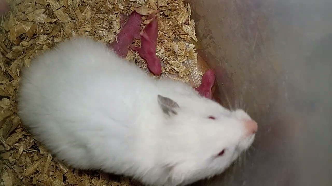 Hamster give birth // Super cute baby hamsters 