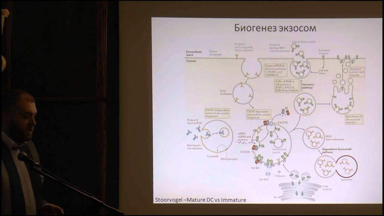 21.04.15 | Рубцов Ю.П.| Микровезикулы (экзосомы) и их роль в коммуникации клеток иммунной системы