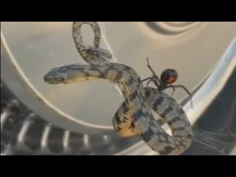 Vídeo: En Sudáfrica, Una Araña Atrapó Y Se Comió Una Serpiente - Vista Alternativa