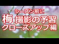 梅撮影の予習 クローズアップ編