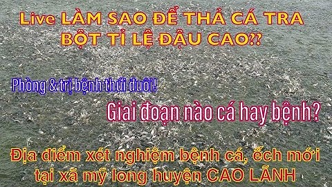 Live Hướng Dẫn Xử Lý Ao Cá Tra Bột Đạt Tỉ Lệ Cao| Phòng & Trị 1 Số Bệnh Quan Trọng Cá Tra.