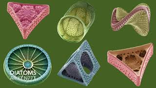 Amazing Electron Microscope Images Part 3
