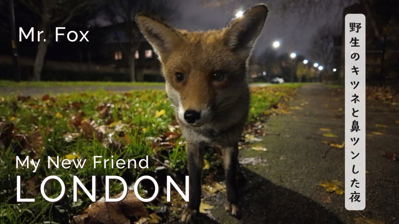 野生のキツネと鼻ツンした静かな夜。ロンドンの街角で 🦊🥹🫶