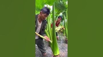 Harvest flower of Water taro for food