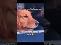 #chistes#memes#bromasdivertidas #risas#video#viral#shortvideo #entertainment#money#dogshorts
